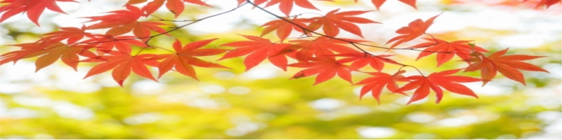 �咰���Z���t�`�F�b�N���T�C�g